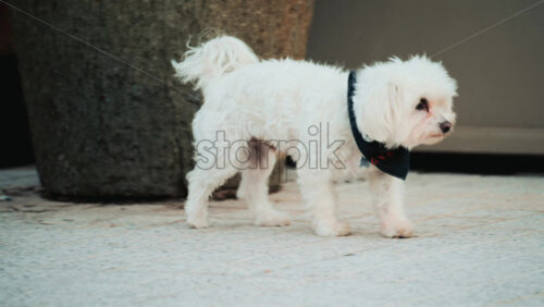 Video - Adorable small white dog with fluffy fur walking slowly on a paved surface outdoors