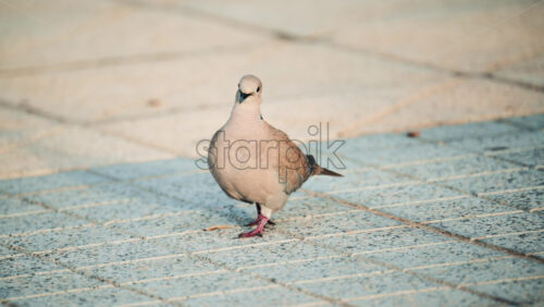 Video - Close up of a Eurasian collared dove walking across sunlit pavement