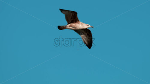 Video - Close up of a seagull gliding through the air against a clear blue sky