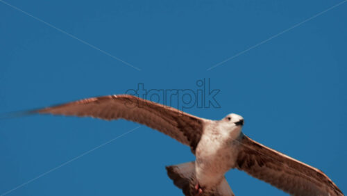 Video - Close up of a seagull gliding through the air against a clear blue sky