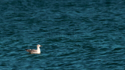 Video - Seagull calmly floating on the surface of deep blue water