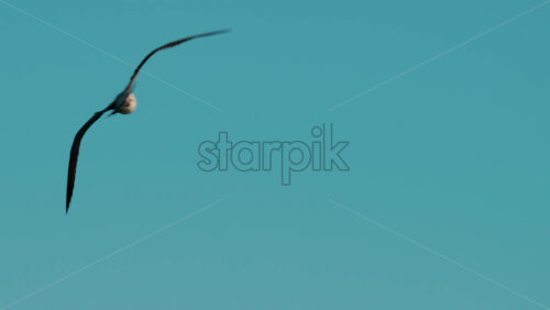 Video - Close up of a seagull gliding through the air against a clear blue sky