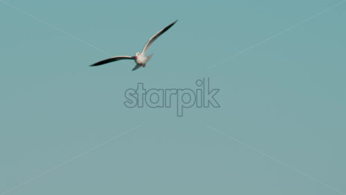Video - Close up of a seagull gliding through the air against a clear blue sky