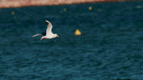 Video - Seagull swooping down to catch food from the sea surface