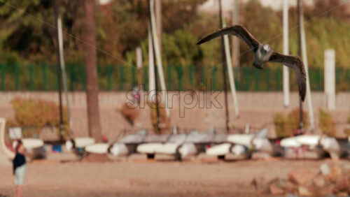 Video - Seagull calmly floating on the surface of deep blue water