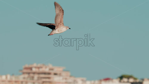 Video - Seagull flying near the coastline with buildings and blue sea in the background
