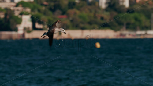 Video - Seagull calmly floating on the surface of deep blue water