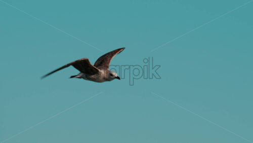 Video - Close up of a seagull gliding through the air against a clear blue sky