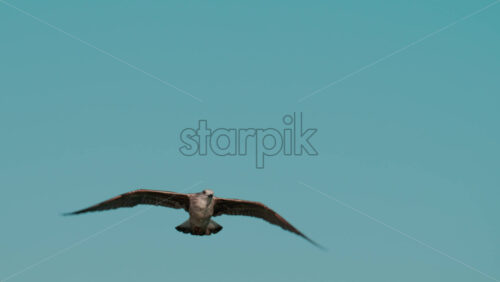 Video - Close up of a seagull gliding through the air against a clear blue sky