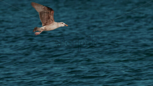 Video - Seagull calmly floating on the surface of deep blue water