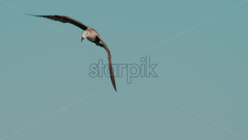 Video - Seagull flying near the coastline with buildings and blue sea in the background