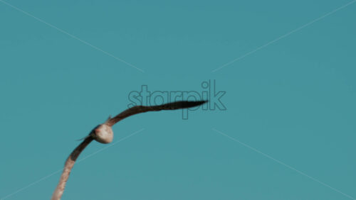 Video - Close up of a seagull gliding through the air against a clear blue sky
