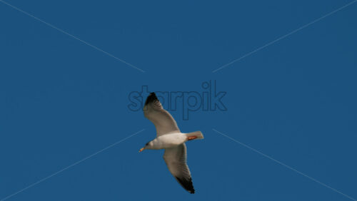 Video - Close up of a seagull gliding through the air against a clear blue sky
