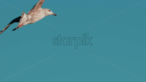 Video - Close up of a seagull gliding through the air against a clear blue sky