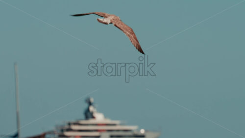 Video - Seagull flying gracefully over the sea with blurred luxury yacht in the background