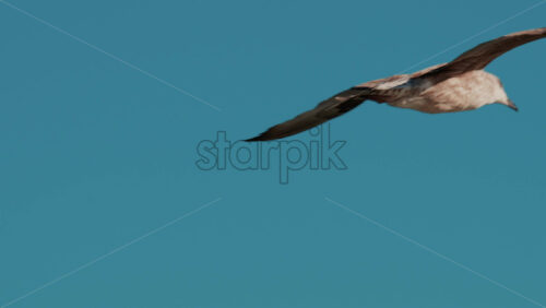 Video - Close up of a seagull gliding through the air against a clear blue sky