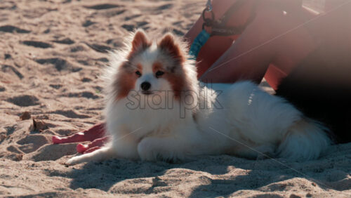 Video - Small fluffy dog resting on sandy beach beside its owner