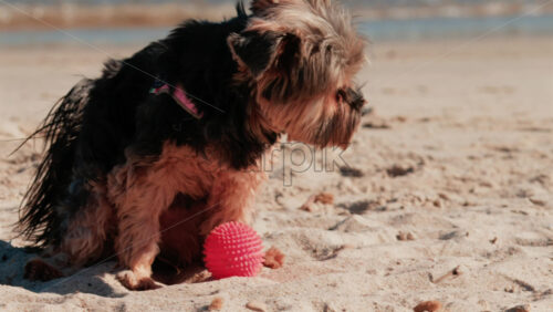 Video - Small Yorkshire Terrier dog sitting on sandy beach with a red toy ball