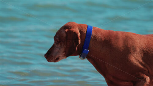 Video - Brown dog walking along the shore and exploring the small waves of the sea