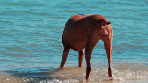 Video - Brown dog walking along the shore and exploring the small waves of the sea