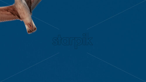 Video - Close up of a seagull gliding through the air against a clear blue sky
