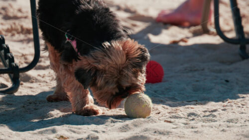 Video - A small fluffy dog plays with a tennis ball on the sandy beach in Cannes, France