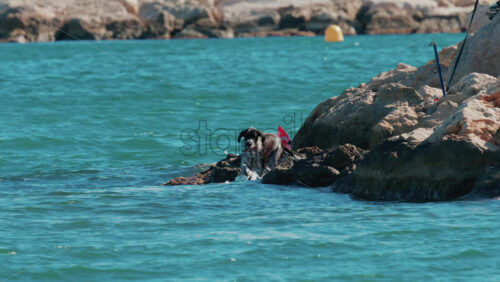 Video - A wet dog climbs onto the rocks from the turquoise sea in Cannes, France