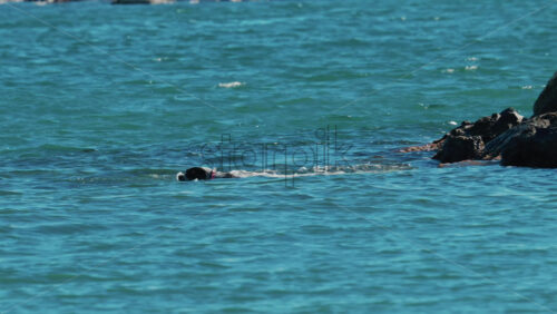 Video - A wet dog climbs onto the rocks from the turquoise sea in Cannes, France