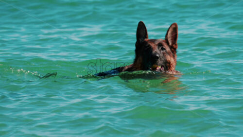 Video - A German Shepherd swims in the turquoise sea chasing a ball in Cannes, France