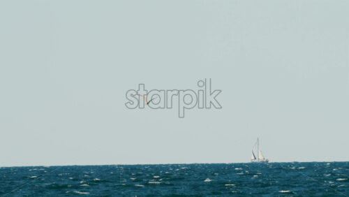 Video - A seagull flies gracefully above the blue Mediterranean Sea near Cannes, France, with a white sailboat visible on the horizon