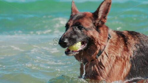 Video - Close up of a German Shepherd emerging from the turquoise sea with a ball in its mouth in Cannes, France