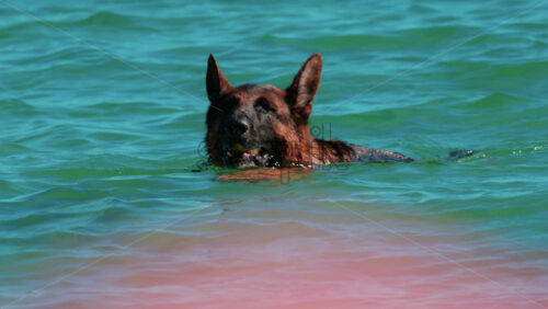 Video - Close up of a German Shepherd emerging from the turquoise sea in Cannes, France