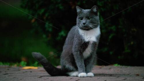 Video - Close up of a grey and white cat sitting calmly on a stone path with soft green background