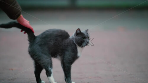 Video - Hand reaching to pet a friendly grey and white cat on a pavement