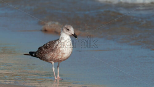 Video - A seagull stands on wet sand as gentle waves roll in, illuminated by warm sunlight
