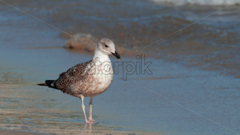 Video - A seagull stands on wet sand as gentle waves roll in, illuminated by warm sunlight
