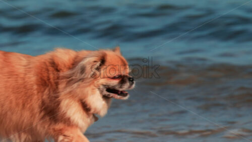 Video - A small fluffy dog walks along the beach near the water, its fur moving in the wind