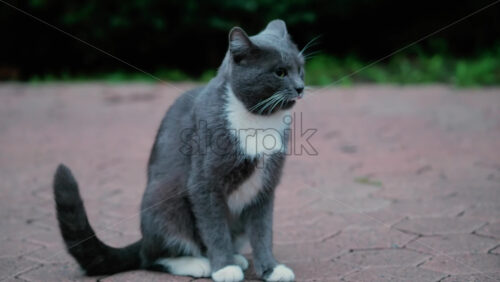 Video - Close up of a grey and white cat sitting calmly on a stone path with soft green background