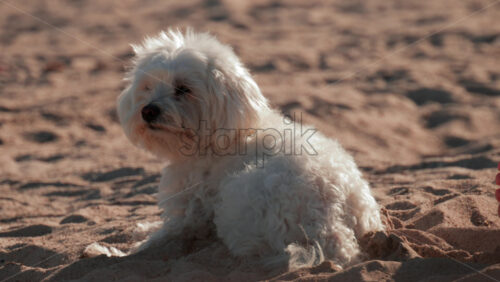 Video - A fluffy white dog sits calmly on the sand under the warm sunlight, gazing thoughtfully at the surroundings