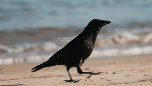 Video - A black bird walks gracefully along the shoreline, its feathers glistening in the sunlight with the blue sea in the background