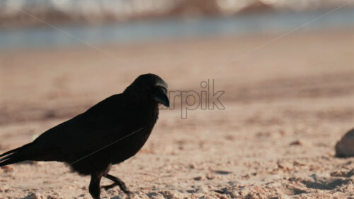 Video - A black bird walks gracefully along the shoreline, its feathers glistening in the sunlight with the blue sea in the background