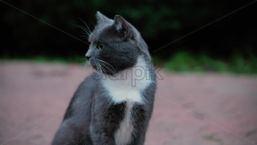 Video - Side profile of a grey and white cat attentively looking into the distance outdoors
