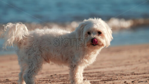 Video - A small white dog stands on the sandy beach near the sea, looking into the distance as gentle waves roll behind