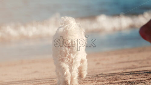 Video - A small white dog stands on the sandy beach near the sea, looking into the distance as gentle waves roll behind