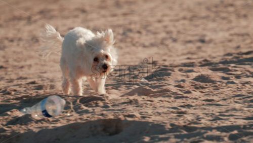 Video - A cheerful white dog runs across the sandy beach, kicking up dust and moving toward the camera in the sunlight