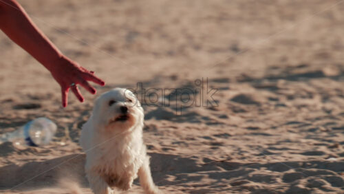 Video - A cheerful white dog runs across the sandy beach, kicking up dust and moving toward the camera in the sunlight