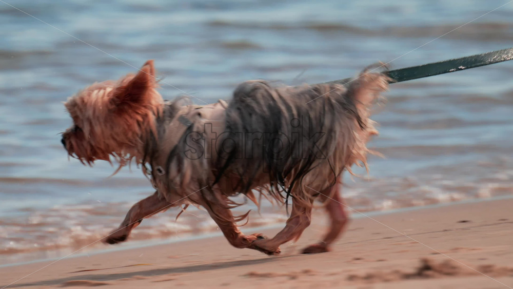 Video - A small wet dog walks on the sandy beach near the sea, wearing a harness and leash