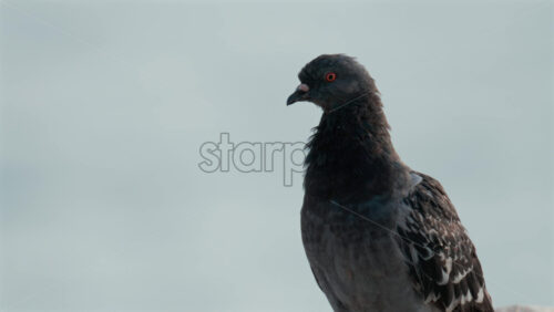 Video - Close up shot of a pigeon with detailed feathers and a soft gray background