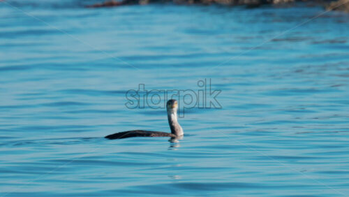 Video - A lone seabird floats calmly on the surface of a calm sea, reflecting soft daylight
