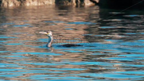 Video - A seabird swims gracefully near rocky coastal waters under warm sunlight